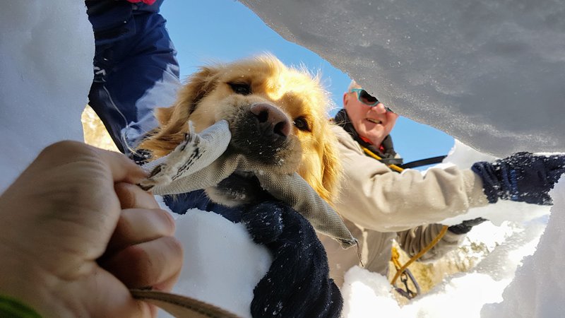 Fotografija: Lavinski psi so reševalcem v veliko pomoč. FOTO: Matjaž Šerkezi