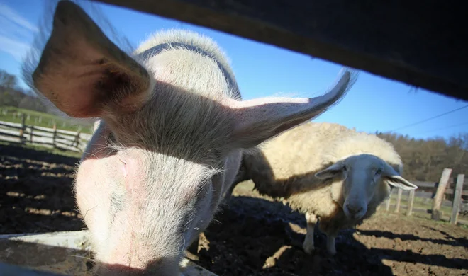 Prašič Pumba in oven Mario sta neločljiva prijatelja, tudi obnašata se podobno. FOTO: Tadej Regent
