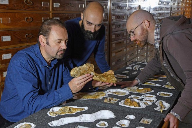 Paleontologi Cristiano Dal Sasso, Simone Maganuco in Andrea Cau ob dinozavrovih fosilih v Prirodoslovnem muzeju v Milanu. FOTO: Reuters