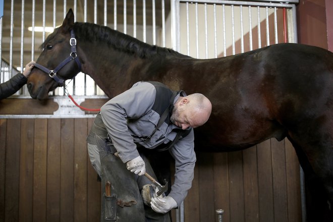 Kobilarna Lipica je pred kratkim zaključila tudi prenovo porodnišnice in kopalnice za konje v hlevih na Borjači. FOTO: Blaž Samec