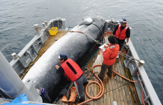 Svetovni moratorij na komercialni kitolov je v veljavi že 32 let. FOTO: AP
