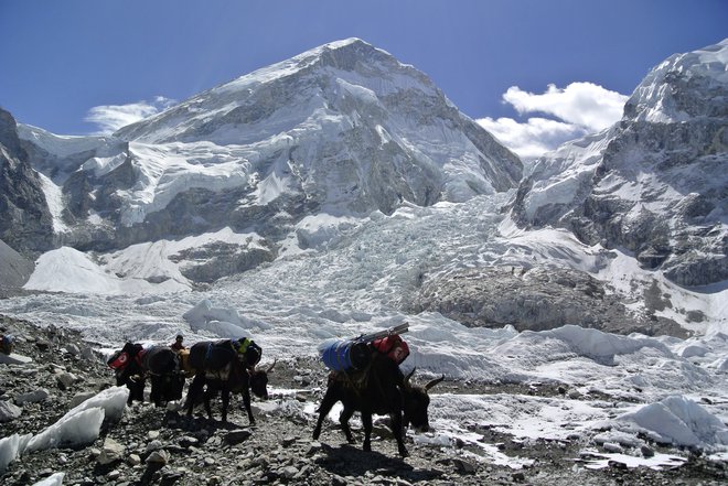 Jaki pod Everestom. FOTO: Reuters
