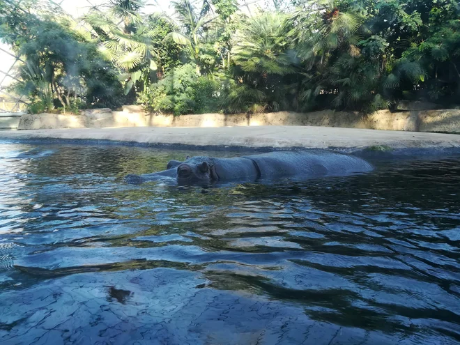 Berlin Zoologischen Garten se ponaša z okoli 1500 živalskimi vrstami. FOTO: Mitja Felc