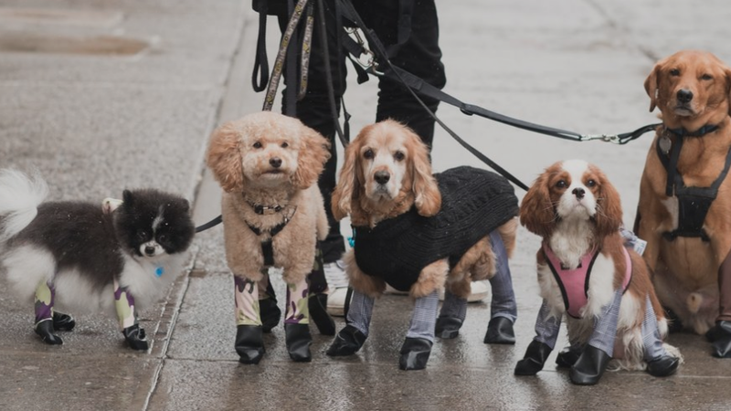 Fotografija: Pasje pajkice varujejo tace pred umazanijo. FOTO: walkeepaws.com