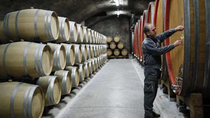 Vinska klet Goriška Brda, v Dobrovo v Brdih, 11. januarja 2019.
[vinogradništvo,vinarji,vino,hrana,Goriška Brda,vinske kleti,kmetijstvo]