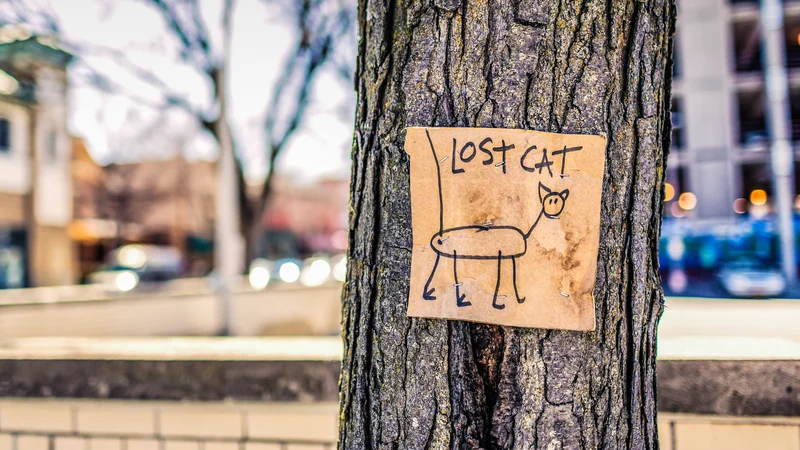 Fotografija: Lastniki štirinožca so bili presenečeni, ko so decembra prejeli klic iz okoli 1600 kilometrov oddaljenega mesta, poročajo ameriški mediji. FOTO: Shutterstock