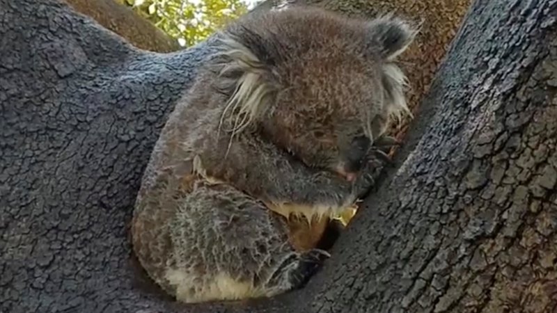 Fotografija: A koala grooms itself near a sprinkler during a heatwave in Springfield's Carrick Hill, Adelaide, South Australia, Australia in this still image taken from social media video January 15, 2019. Catherine Lawless via REUTERS ATTENTION EDITORS - THIS IMAGE WAS PROVIDED BY A THIRD PARTY. NO RESALES. NO ARCHIVES. MANDATORY CREDIT