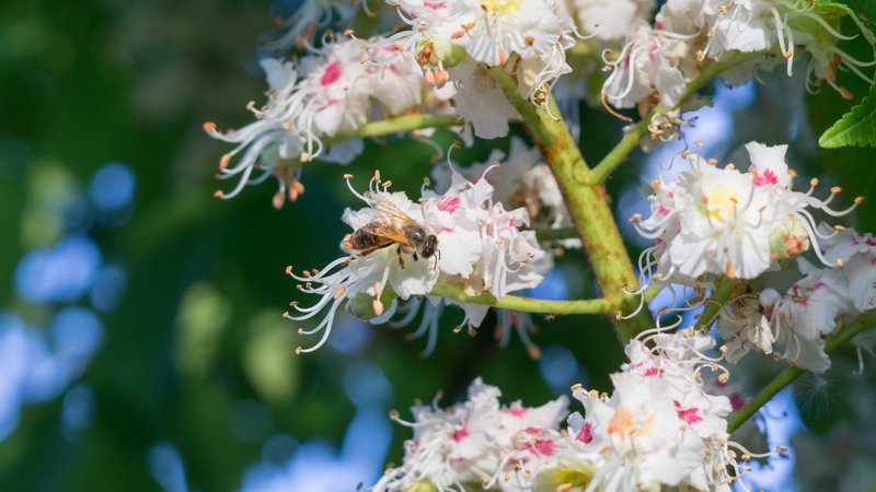 Fotografija: Čebela na kostanjevih cvetovih. FOTO: Shutterstock