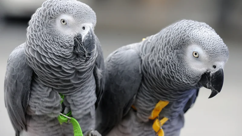 Fotografija: Sivi žako je izredno pameten papagaj. FOTO: Shutterstock
