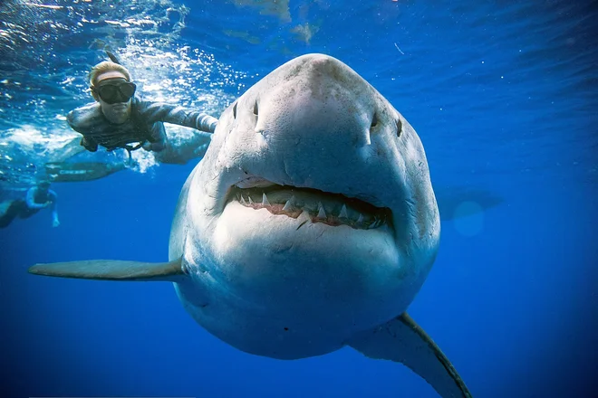 FOTO: @oceanramsey/AFP