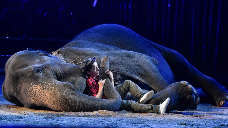 Fotografija: V Monacu do 27. januarja poteka največji mednarodni festival cirkusa v Evropi, Monte Carlo international Circus festival. Foto Yann Coatsaliou Afp