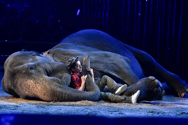V Monacu do 27. januarja poteka največji mednarodni festival cirkusa v Evropi, Monte Carlo international Circus festival. Foto Yann Coatsaliou Afp