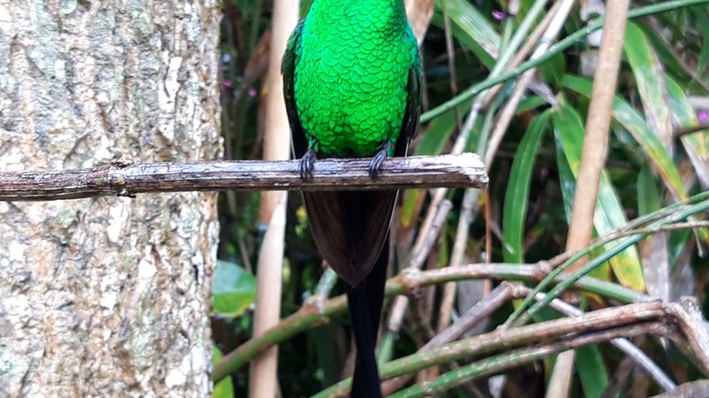 Fotografija: Trochilus polytmus (na sliki) ima dolg rdeč sabljast kljun, črno očesno masko s podaljšanim čopkom na vratu, luskasto perje na sprednjem delu telesa se mu lesketa fluorescentno smaragdno zeleno, dolgi črni repni peresi sta v mirovanju škarjasto prekrižani. FOTO: Boštjan Videmšek