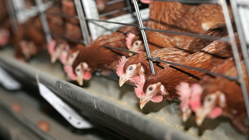 Fotografija: Samih kokoši navzočnost človeških proteinov v njihovem telesu ne prizadene, tudi živijo bolje kot kokoši v baterijski reji, saj pač valijo jajca kot običajno. FOTO: Mavric Pivk/Delo