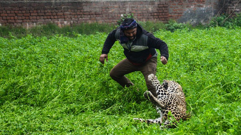 Fotografija: Leopard je napadel indijskega moškega na območju Lamba Pinda v Jalandharju Po tem, ko je bil leopard opažen v hiši na območju Lamba Pinda, so bili kasnejši poskusi, da bi ga ujeli neuspešni, saj je pri tem napadel vsaj šest ljudi, čeprav nobeden ni bil resno poškodovan. Foto Shammi Mehra Afp