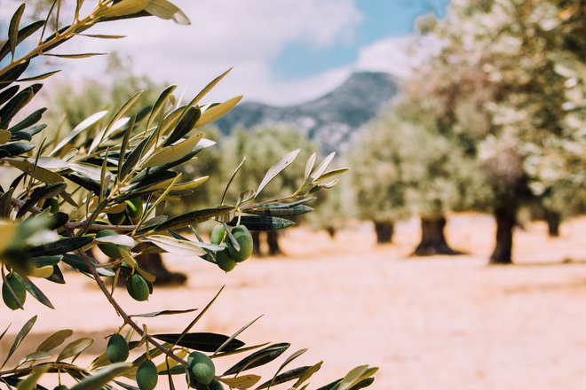 Osnovni vir maščob ozirom lipidov v mediteranski prehrani je olivno olje, ki se uživa v vsakem glavnem obroku. FOTO: Shutterstock