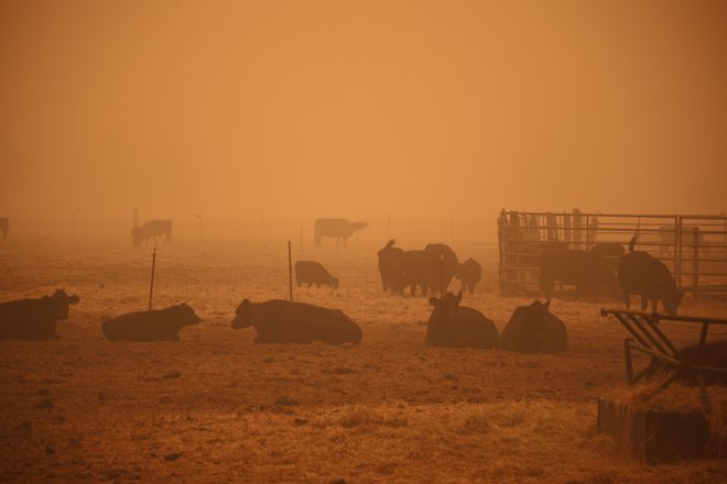 Onesnažen zrak vpliva še na širše območje. FOTO: Deborah Bloom/AFP