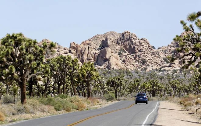 Nacionalni park Joshua Tree je poseben kraj. FOTO: Reuters