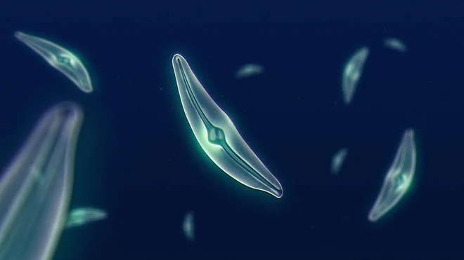 Fitoplankton vpliva na barvo oceanov. FOTO: Nasa