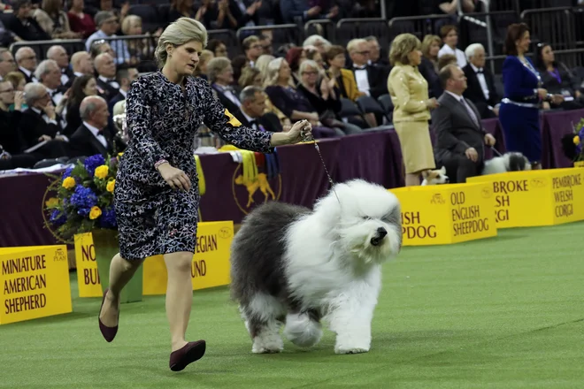 Bobtail. Foto Caitlin Ochs Reuters