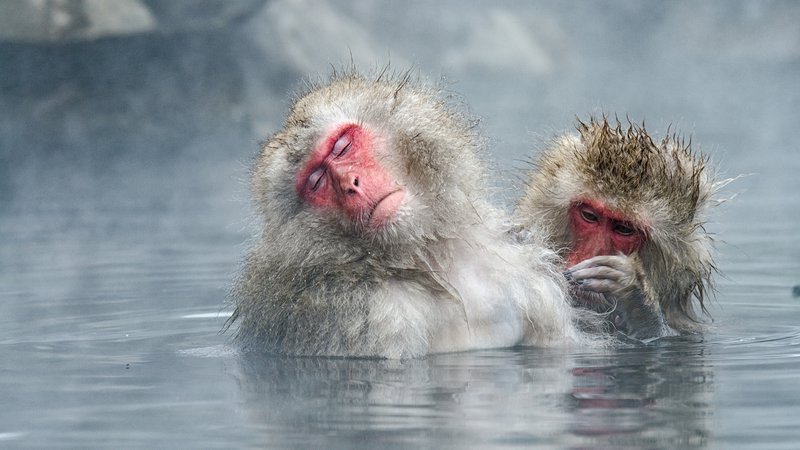 Fotografija: Snežne opice se ne namakajo le v termalnih vrelcih, ampak tudi v lastnih hormonih sreče. Foto Shutterstock