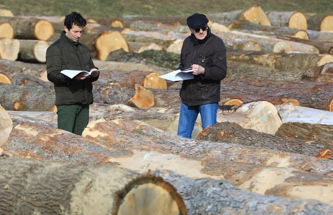 Najvišje cene so letos dosegali macesen, gorski javor in gorski brest. FOTO: Tadej Regent/Delo