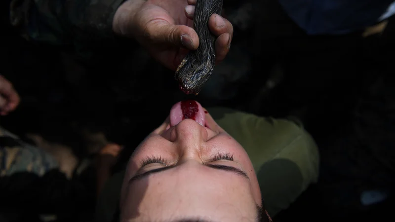 Fotografija: Ameriški mornar pije kačjo kri med treningom preživetja v džungli, v sodelovanju s tajsko vojsko, na skupni vojaški vaji "Cobra Gold" v provinci Chantaburi. Današnje skupno vojaško urjenje vključuje naporne vaje v tajski džungli, vojne igre, humanitarno pomoč in pomoč pri nesrečah. Foto Lillian Suwanrumpha Afp