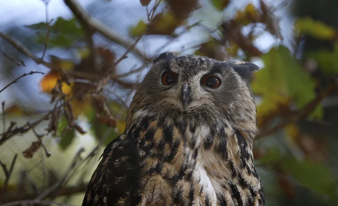 Evropa bo podprla tudi boljšo zaščito sov v Sloveniji. FOTO: Blaž Samec/Delo