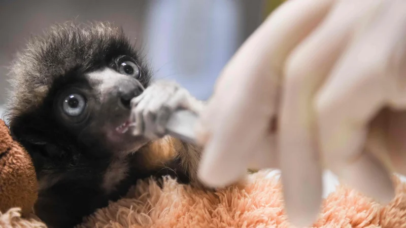 Fotografija: Veterinar hrani mladička sifake, redke vrste lemurjev iz Madagaskarja v živalskem vrtu v francoskem Besanconu. Leta 2018 je bilo v 7 živalskih vrtovih le še 6 žensk izmed 20 posameznikov. Foto Sebastien Bozon Afp