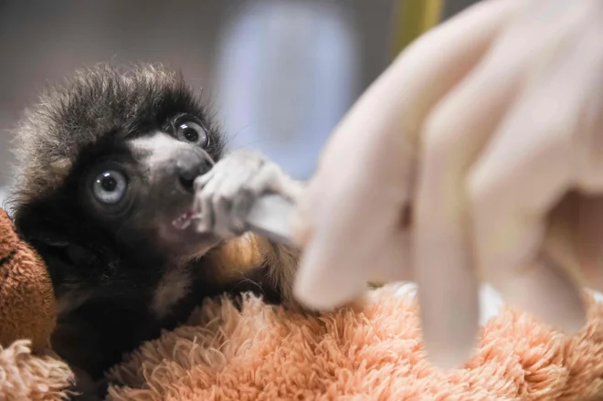 Veterinar hrani mladička sifake, redke vrste lemurjev iz Madagaskarja v živalskem vrtu v francoskem Besanconu. Leta 2018 je bilo v 7 živalskih vrtovih le še 6 žensk izmed 20 posameznikov. Foto Sebastien Bozon Afp