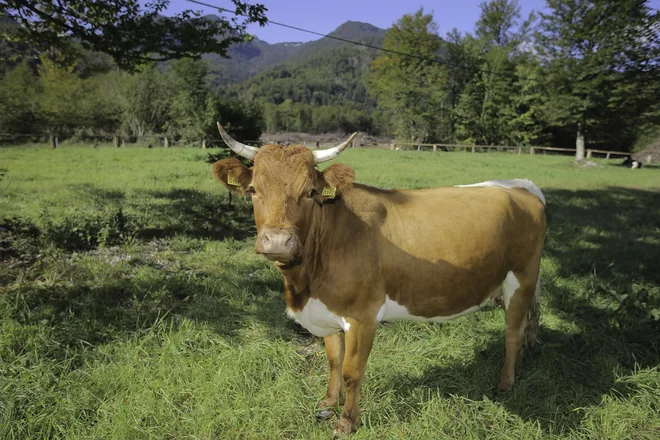 FOTO Jože Suhadolnik