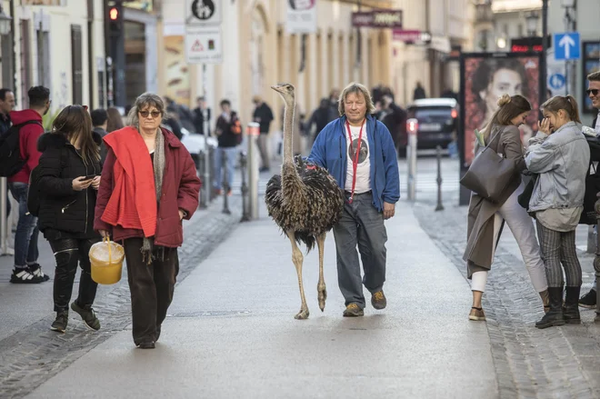 Janez in Simona Cetin se s Franceljnem na ljubljansko tržnico podajo vsako soboto, dolgovrati pernati obiskovalec pa si na različnih stojnicah izpogaja mnoge priboljške. Foto Voranc Vogel/ Delo
