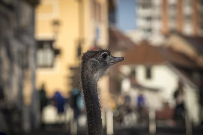 Po ljubljanskih ulicah ne hodi ne Francelj. Prva je z lastnikoma začela hoditi pavica Panči, hodita pa tudi goska Pepca in racman Bepo. Foto Voranc Vogel/ Delo