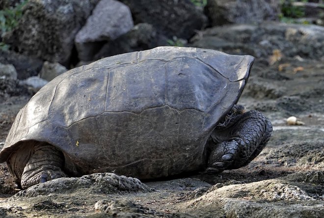Želve niso videli že več kot sto let. FOTO: Rodrigo Buendia/AFP