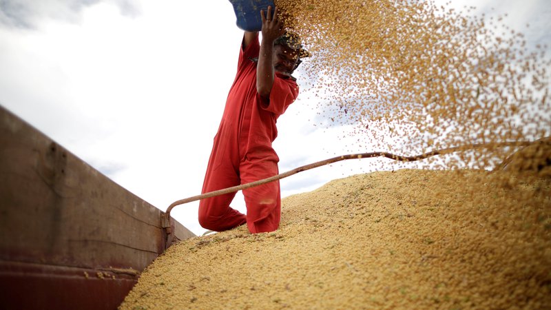Fotografija: ZDA so izrinile Brazilijo kot največjo dobaviteljico soje Evropski uniji. FOTO: Reuters