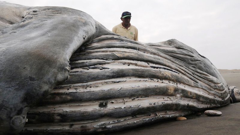 Fotografija: Znanstveniki se sprašujejo, kaj je kit v tem obdobju delal ob obali Brazlije, saj bi moral biti več tisoč kilometrov stran na jugu pri Antarktiki. FOTO: Reuters