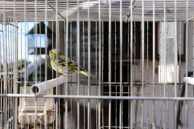 Koprčani so zatrdili, da naj bi k osumljencu pogosto prihajali ljudje z Italijanskimi registrskimi tablicami na avtomobilih, katerim naj bi ptiče prodajal. FOTO: PU Koper