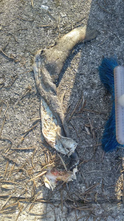 Ostanek soške postrvi po pojedini. Foto Faronika