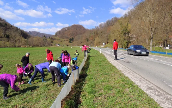Dvoživke čez cesto v Trebčah tradicionalno pomagajo seliti otroci s tamkajšnjih osnovnih šol in člani društev. Čez cesto jih nosijo dvakrat na dan. FOTO: arhiv Kozjanski park