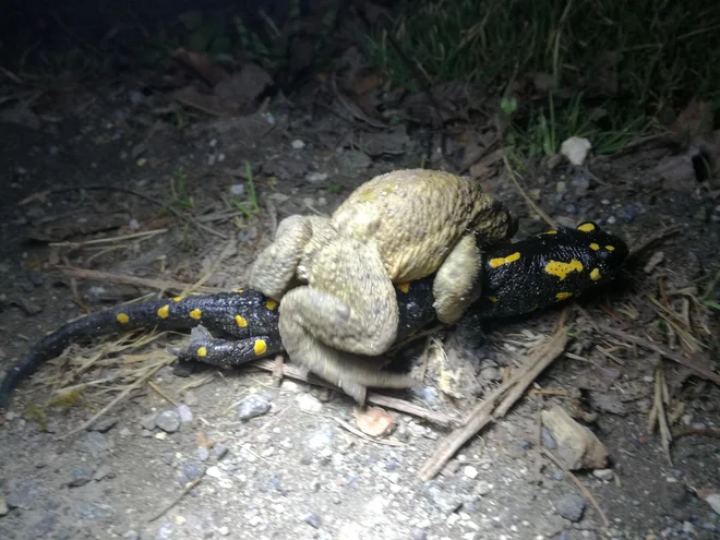 Ko se mudi na svatbo, nobena ovira, četudi živa, ni problem. FOTO: arhiv Kozjanski park