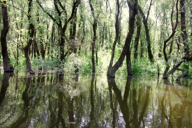Zeleni labirint, ki ga z ene strani zaraščajo črni, avtohtoni topoli, z druge pa umetno vzgojeni beli topoli. Fotografije Miomira Šegina