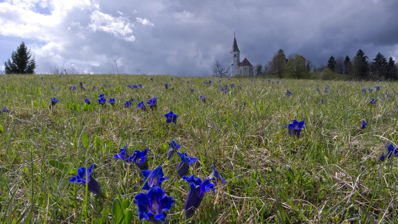 Fotografija: Za ohranitev Clusijevega svišča na Lovrencu so zaslužni predvsem planinci. FOTO: Vinko Šeško