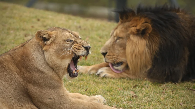 Maksimus in Čaja sta usklajen par, ki pa doslej še ni imel potomcev. V ZOO Ljubljana upajo, da bo menjava okolja nanju spodbudno vplivala. FOTO: Jure Eržen<br />
&nbsp;