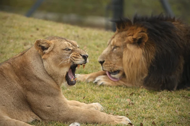 Maksimus in Čaja sta usklajen par, ki pa doslej še ni imel potomcev. V ZOO Ljubljana upajo, da bo menjava okolja nanju spodbudno vplivala. FOTO: Jure Eržen<br />
&nbsp;