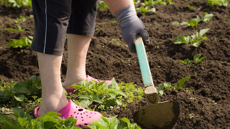 Fotografija: Tudi za vrtnarjenje je treba imeti kondicijo, če se želimo izogniti poškodbam. FOTO: Shutterstock