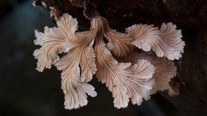 The Kingdom: How Fungi Made Our World. Foto TVS