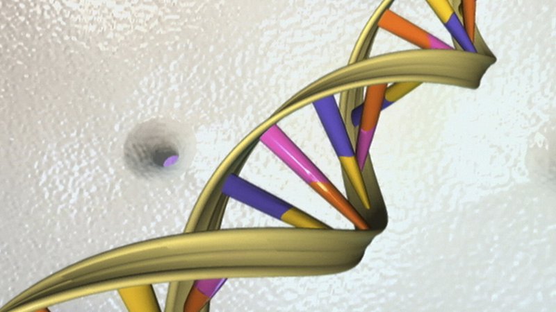 Fotografija: Dva metra bi bila dolga molekula DNK, če bi jo raztegnili. FOTO: Reuters