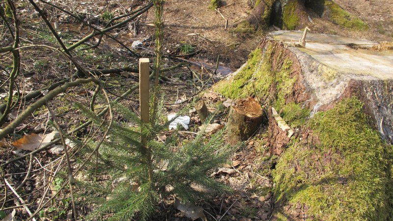 Fotografija: Kaj napraviti z nekaj centimetrom velikim drevescem? FOTO Borut Tavčar