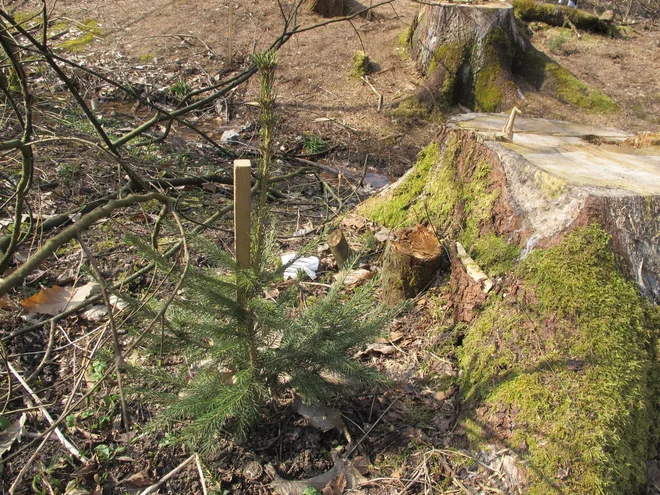 Kaj napraviti z nekaj centimetrom velikim drevescem? FOTO Borut Tavčar