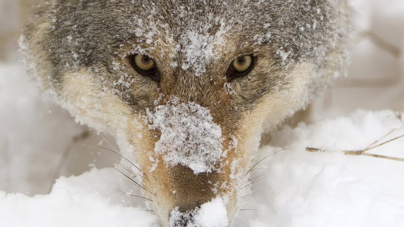 Fotografija: Živali znajo prav tako kot mi razmišljati o prihodnosti, in kot kaže primer volkulje, tudi načrtovati. Foto Reuters